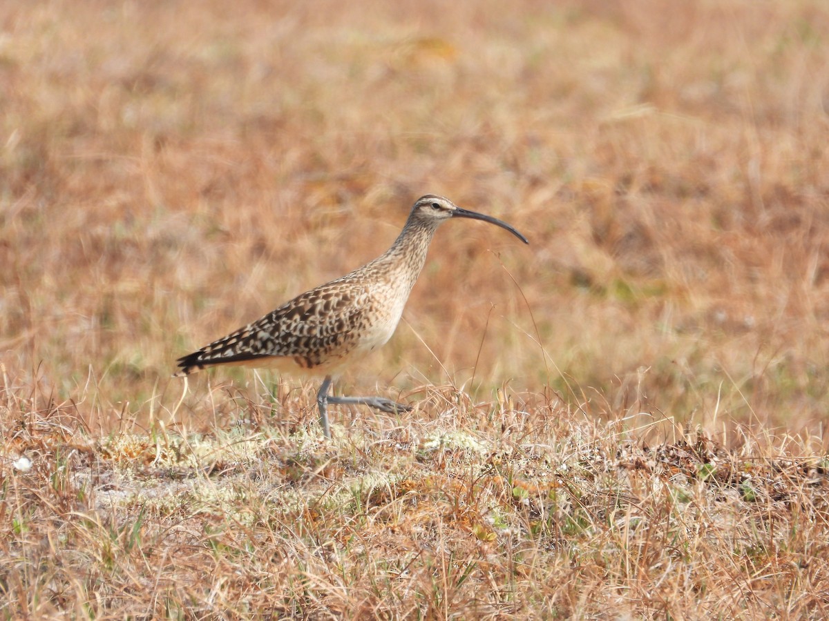 Bristle-thighed Curlew - ML621189550