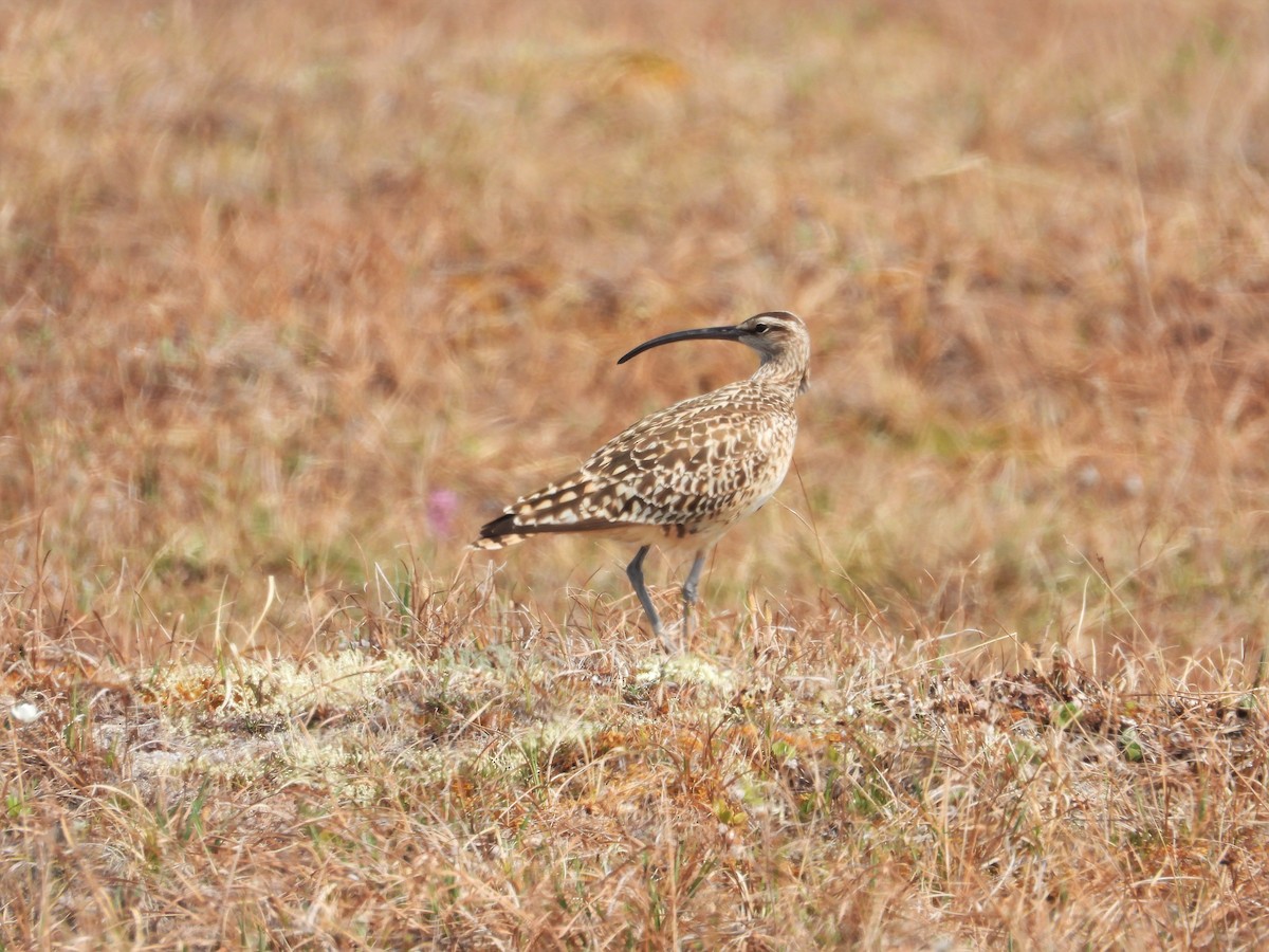 Bristle-thighed Curlew - ML621189552