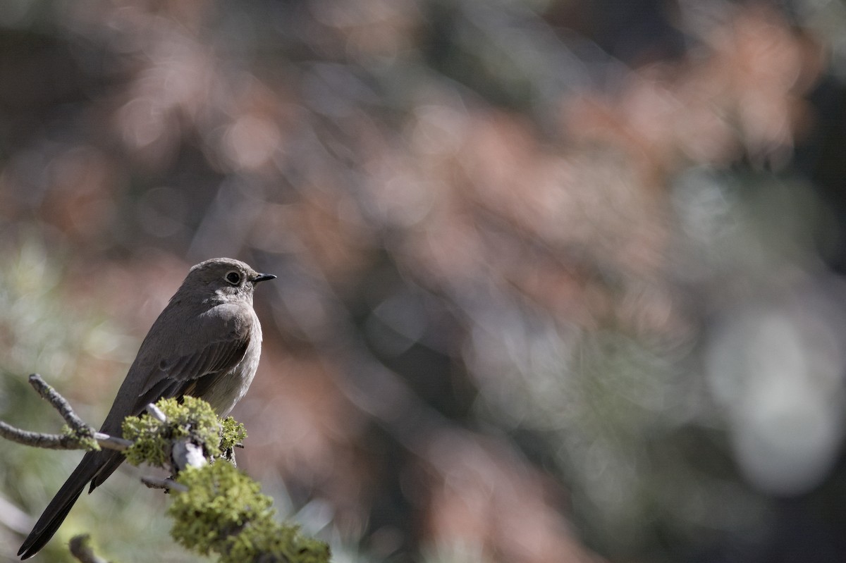Townsend's Solitaire - ML621189553