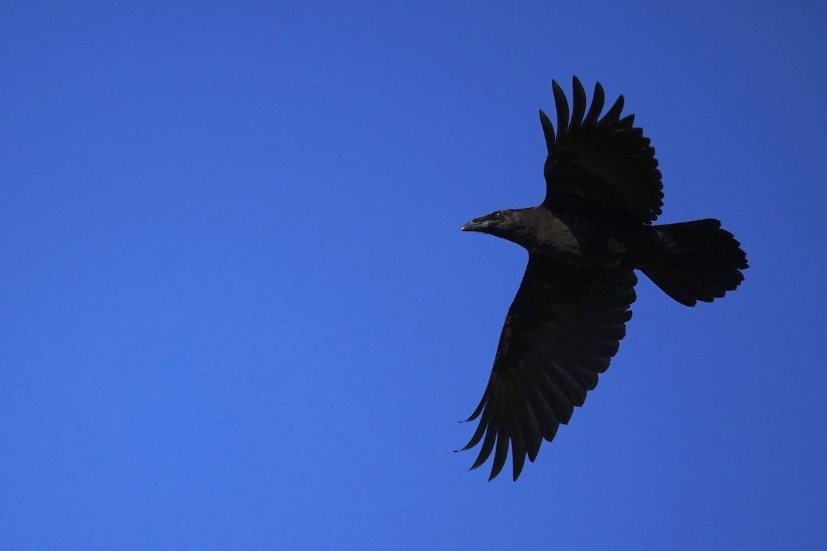 Common Raven - ML621189595