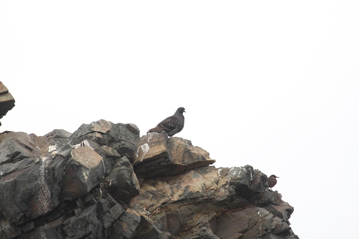 Rock Pigeon (Feral Pigeon) - ML621189605