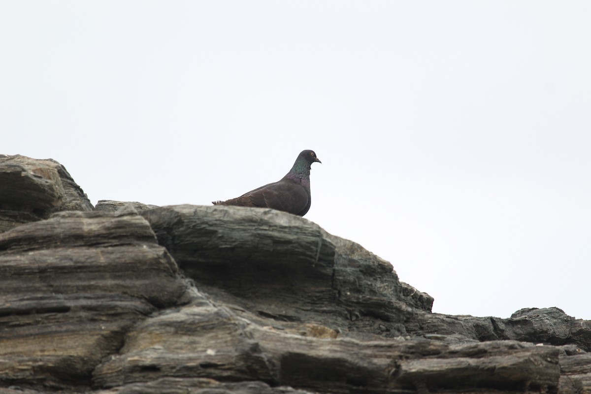 Rock Pigeon (Feral Pigeon) - ML621189612