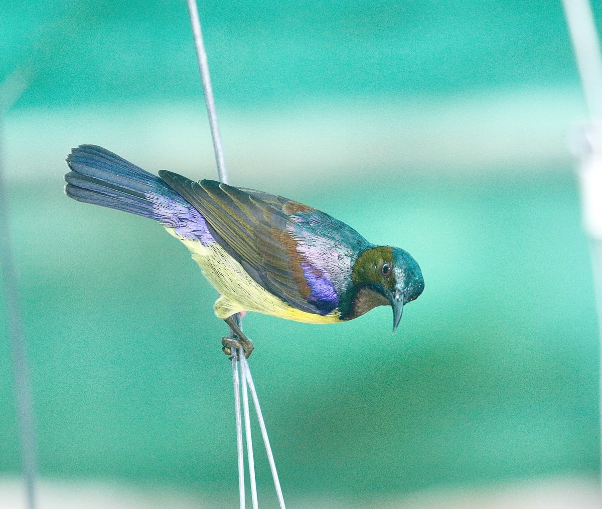 Brown-throated Sunbird - ML621189618