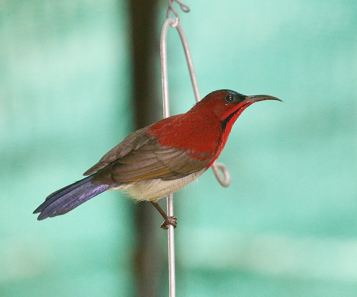 Crimson Sunbird - ML621189636