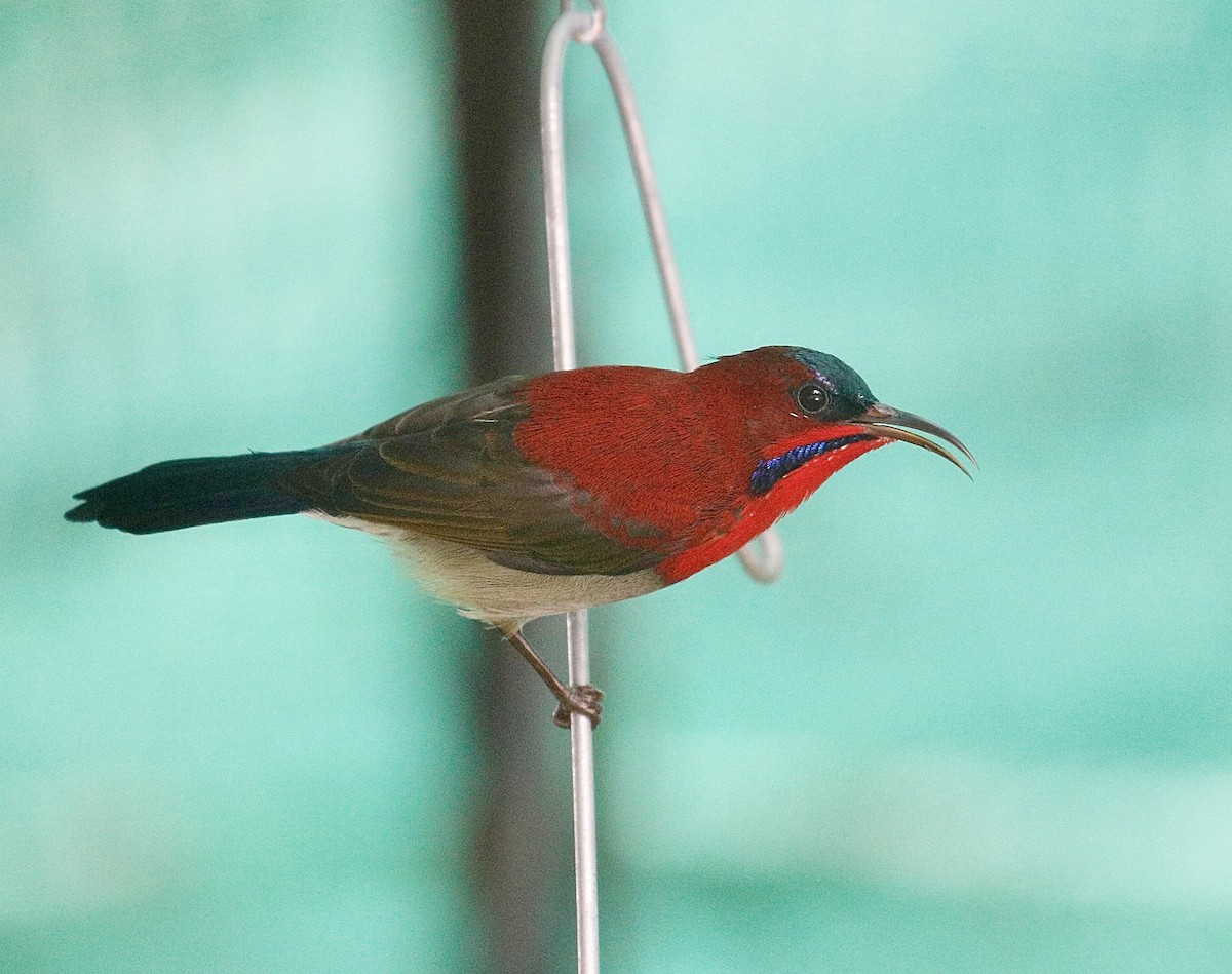 Crimson Sunbird - ML621189644