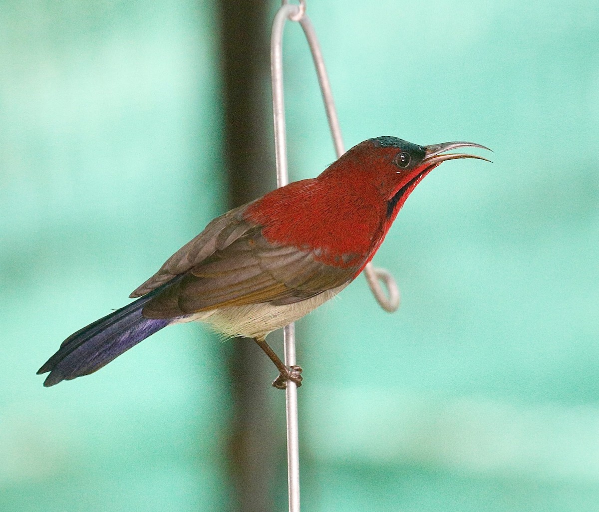 Crimson Sunbird - ML621189650