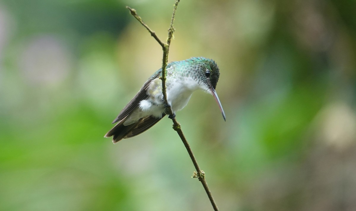 kolibřík andský - ML621189709