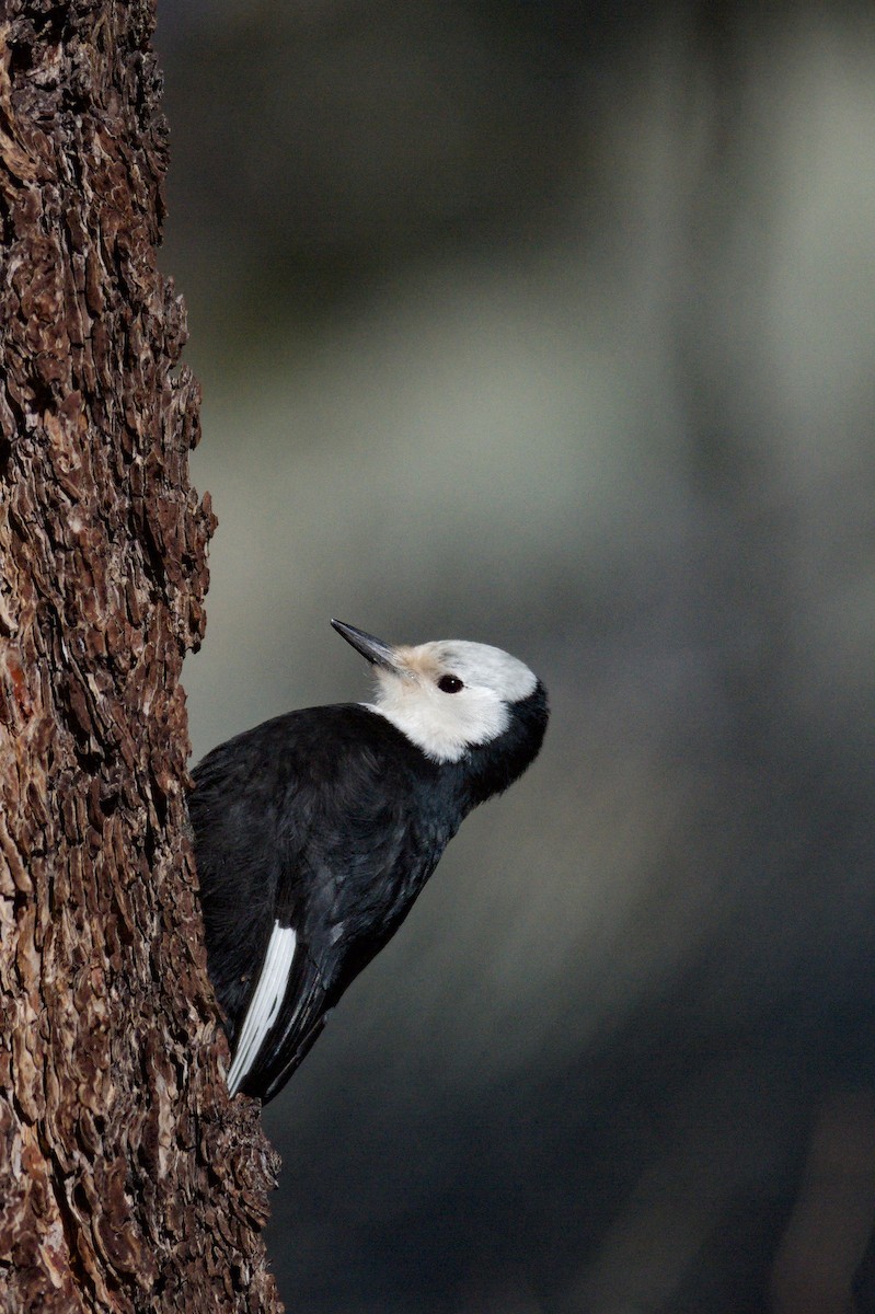 White-headed Woodpecker - ML621189728