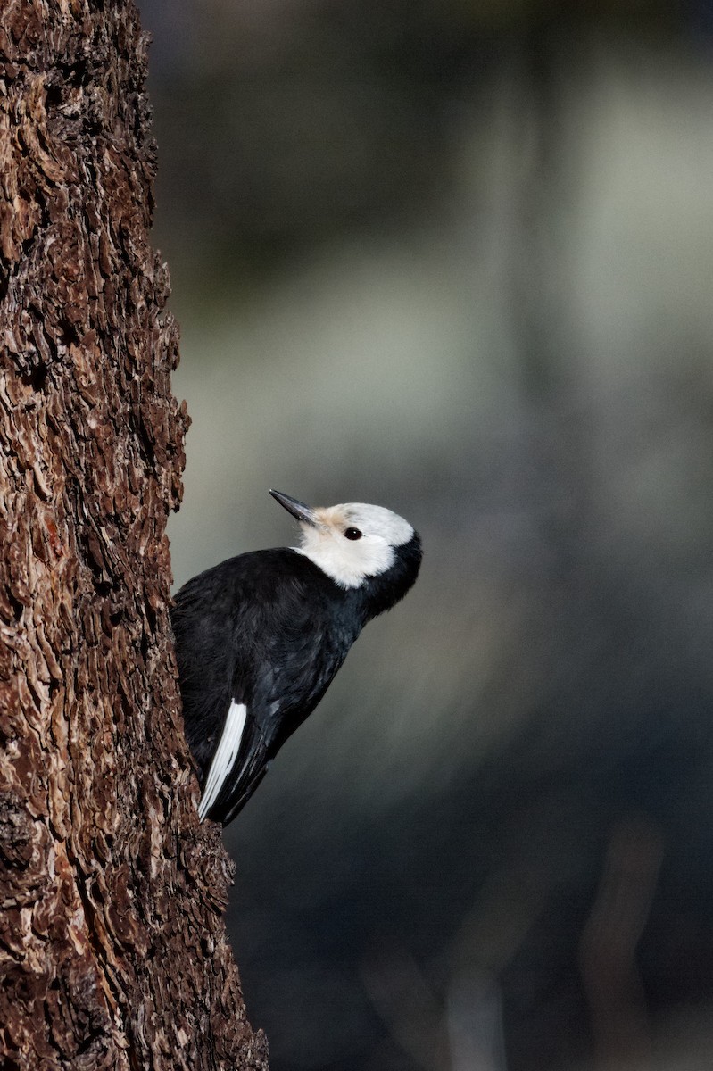 White-headed Woodpecker - ML621189731
