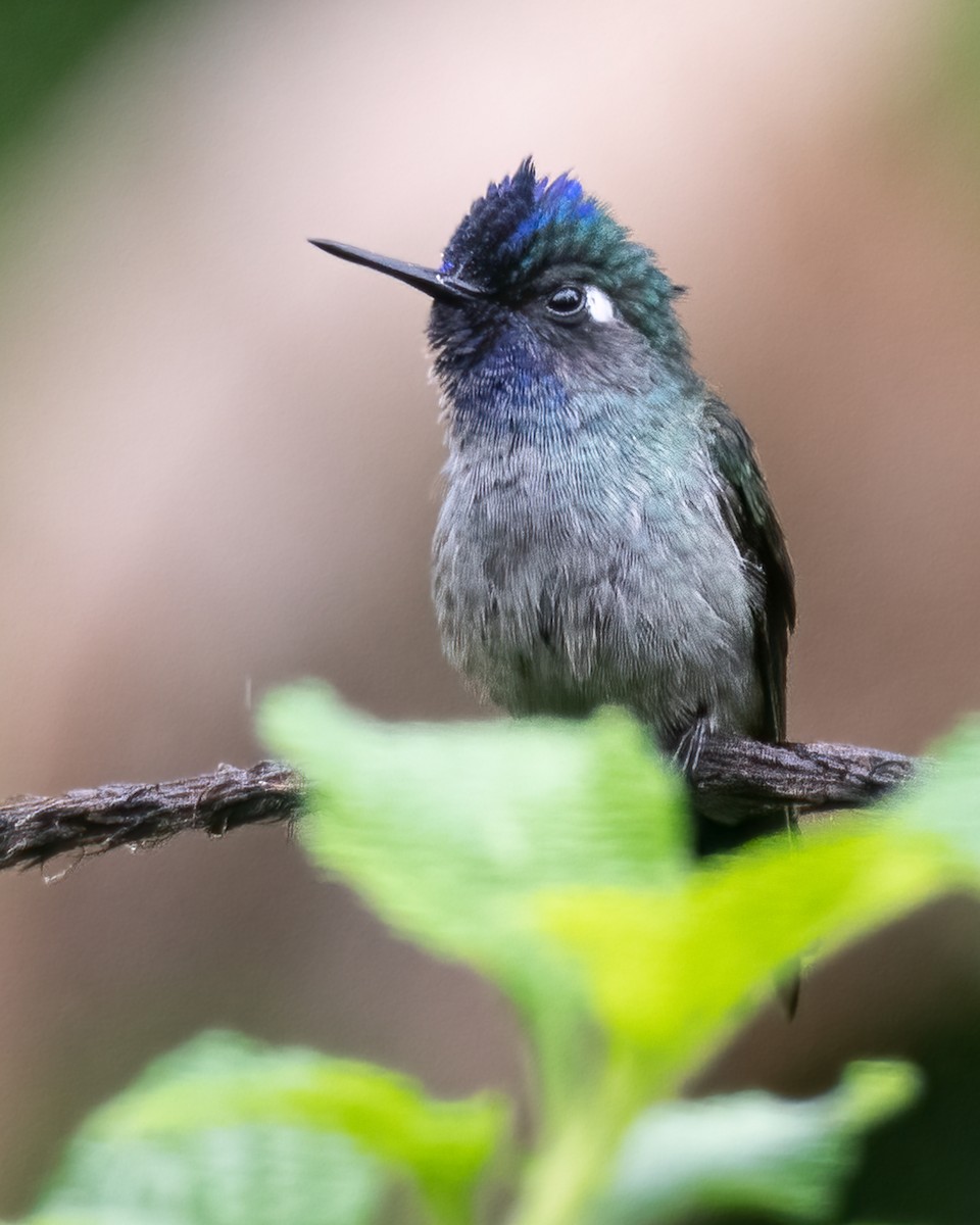 Violet-headed Hummingbird - ML621189765