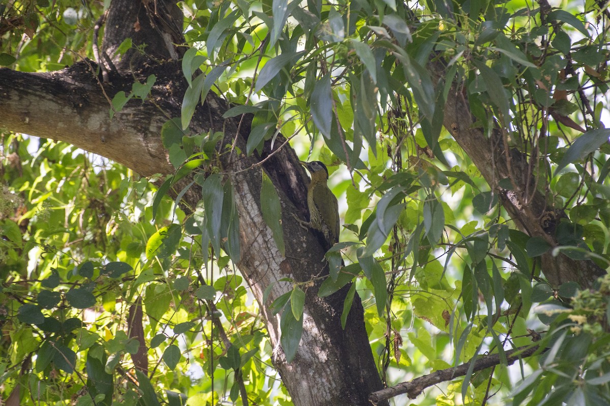 Laced Woodpecker - ML621189766