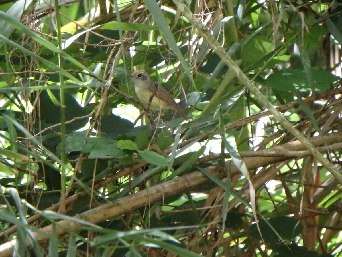 Olivgrau-Ameisenvogel - ML621189770