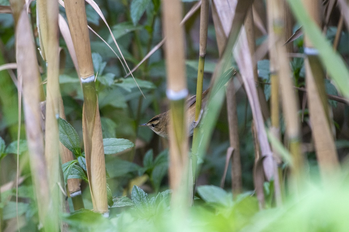 Black-browed Reed Warbler - ML621189775