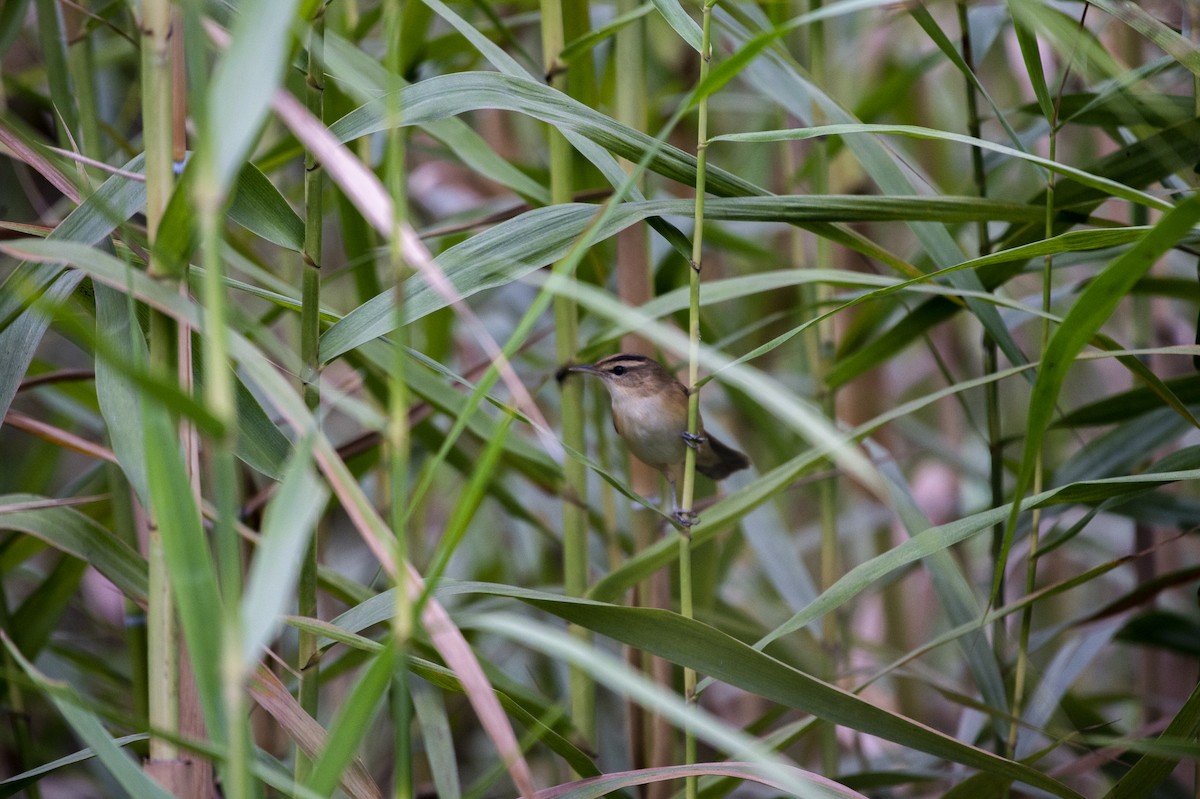 Black-browed Reed Warbler - ML621189778
