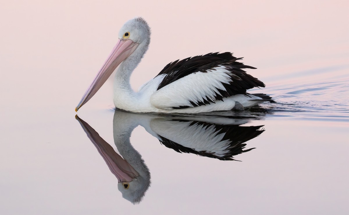pelikán australský - ML621189806