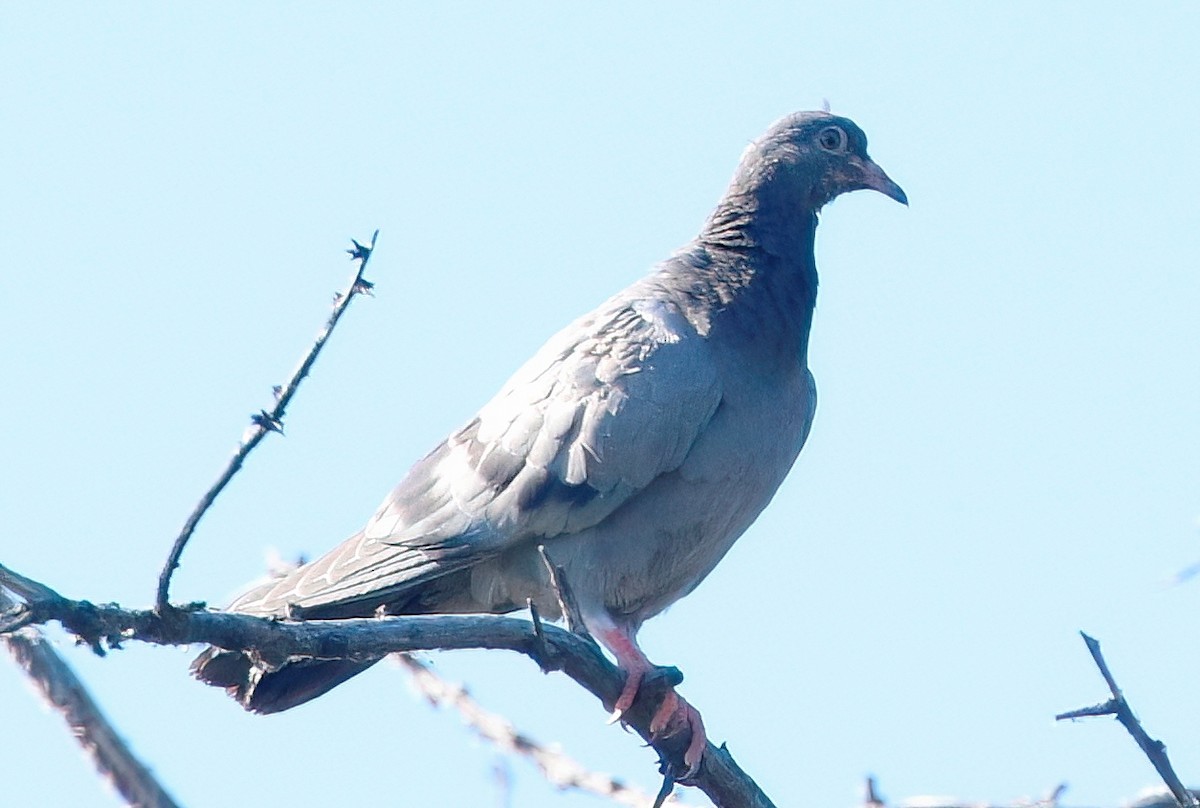 Rock Pigeon (Feral Pigeon) - ML621189814