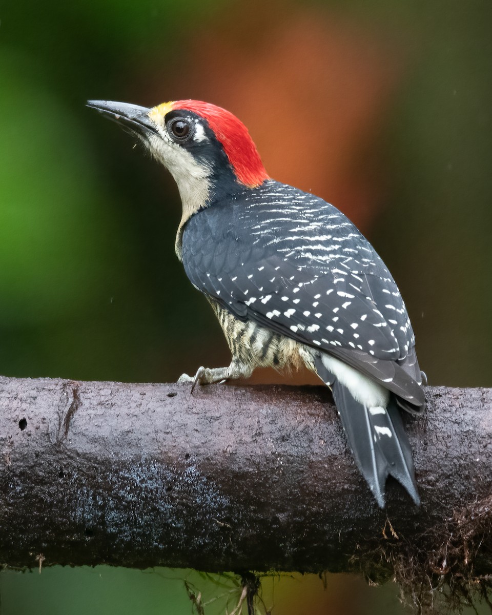 Black-cheeked Woodpecker - ML621189815