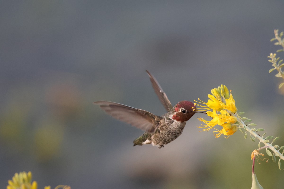 Anna's Hummingbird - ML621189819