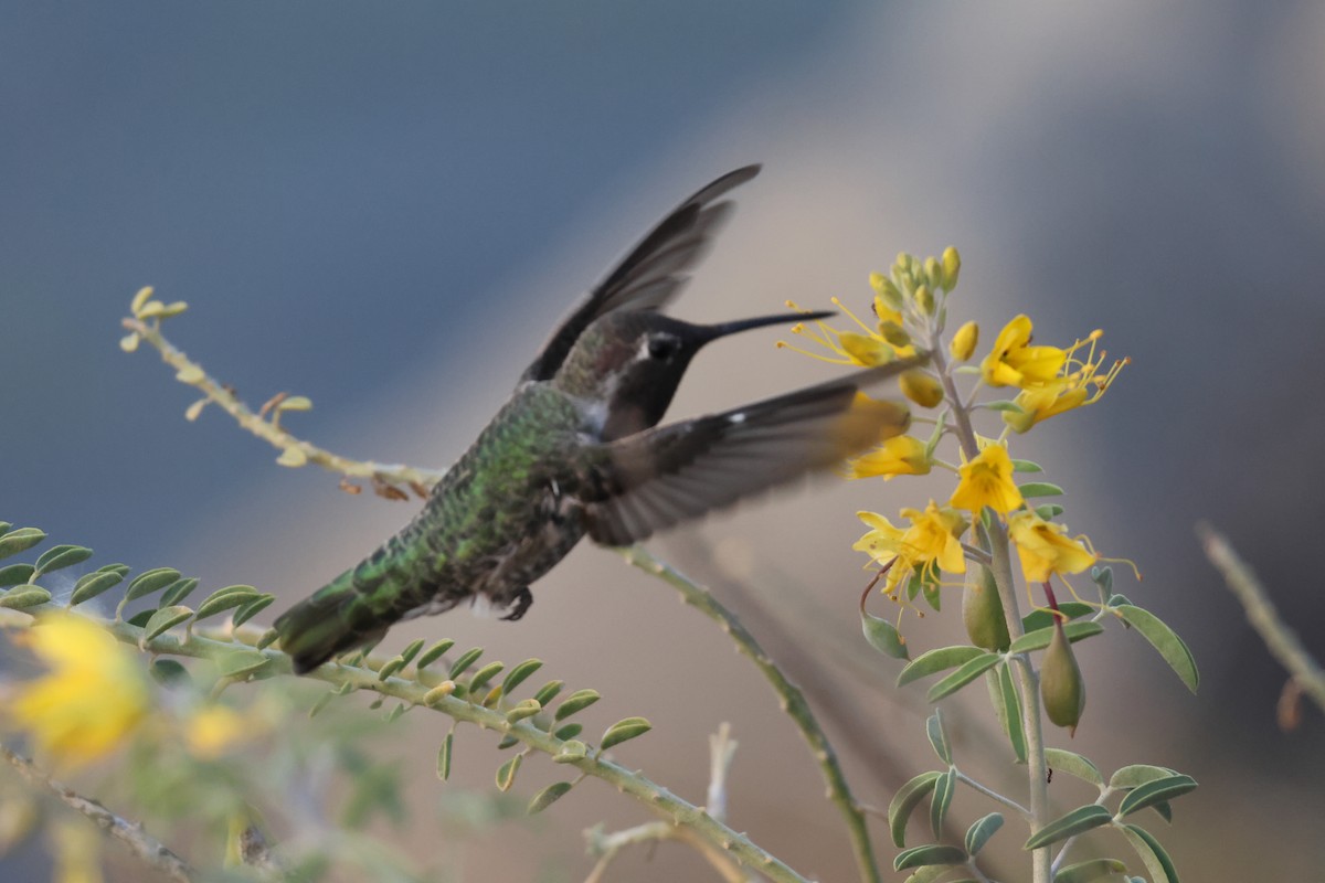 Anna's Hummingbird - ML621189820
