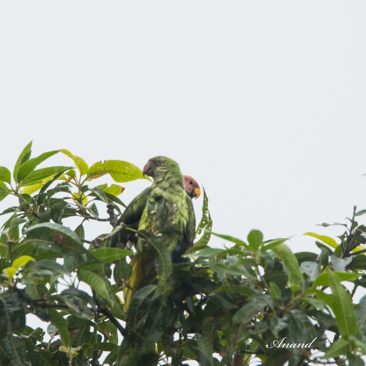 Plum-headed Parakeet - ML621189825