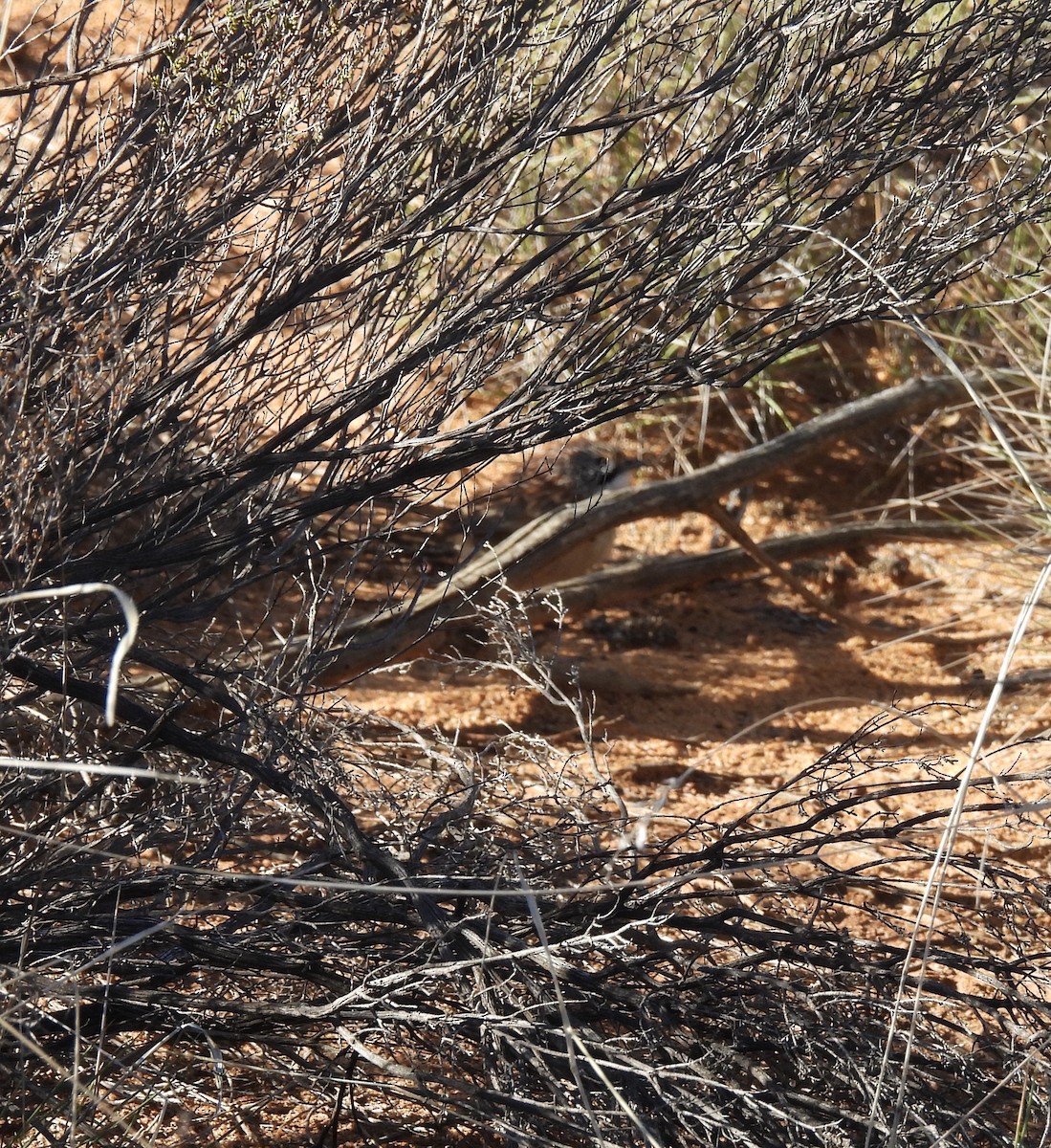 Rufous Grasswren (Sandhill) - Chanith Wijeratne