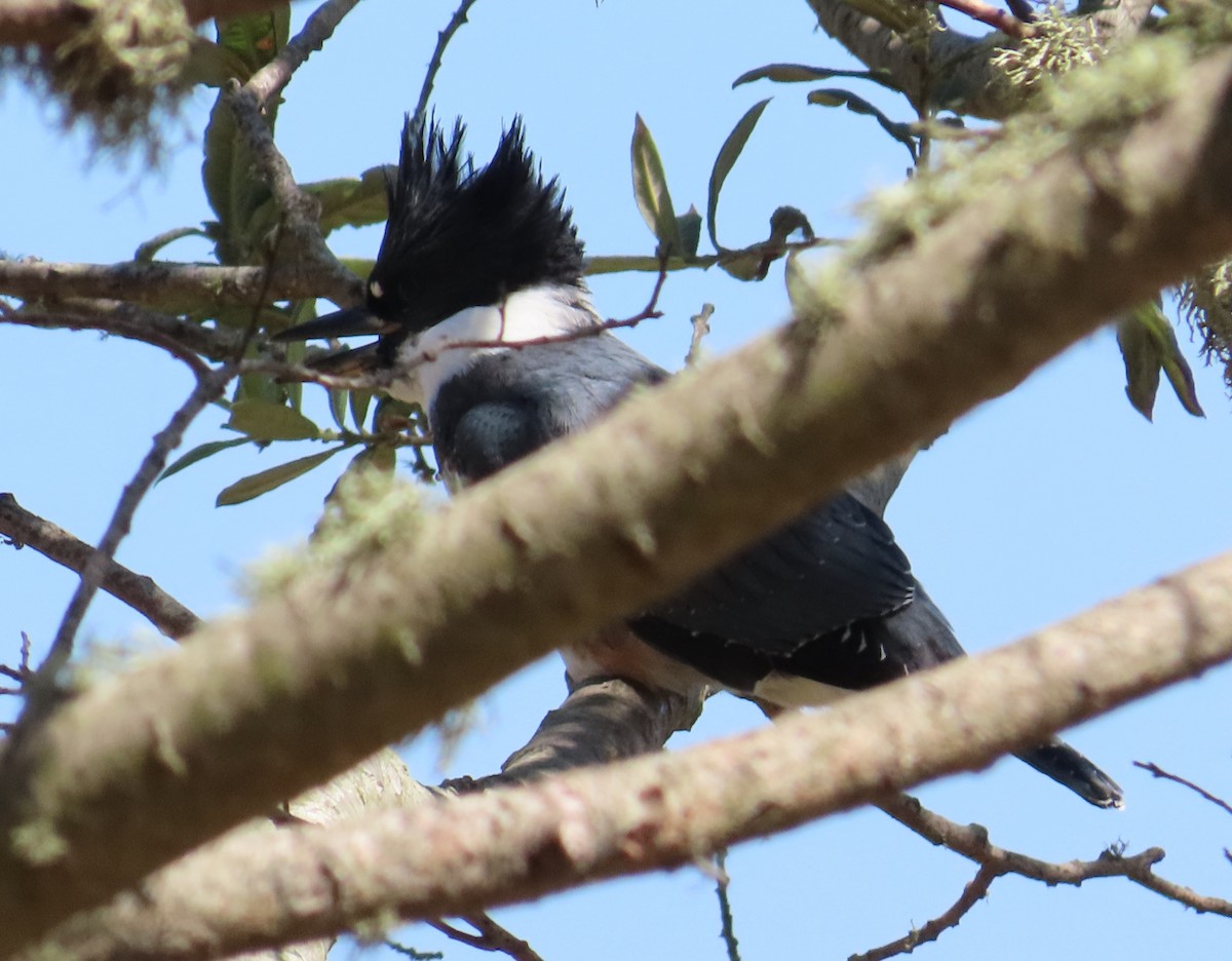 Belted Kingfisher - ML621189839