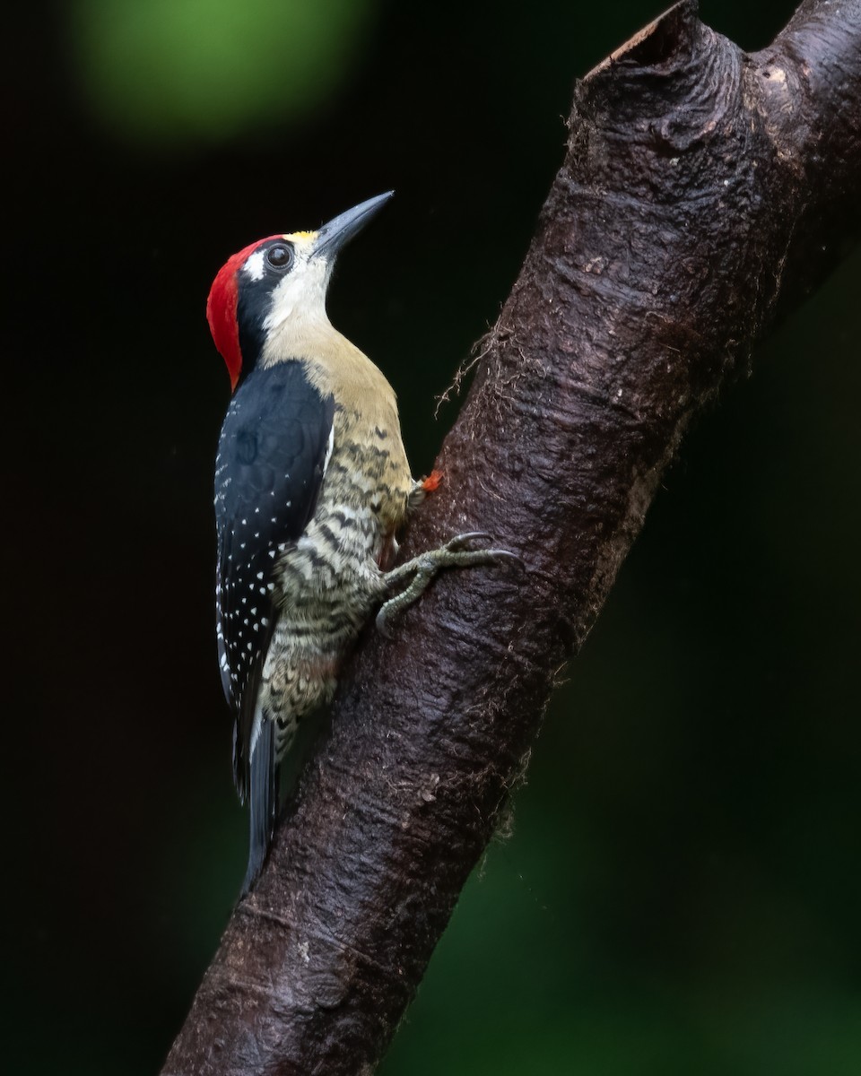 Black-cheeked Woodpecker - ML621189840