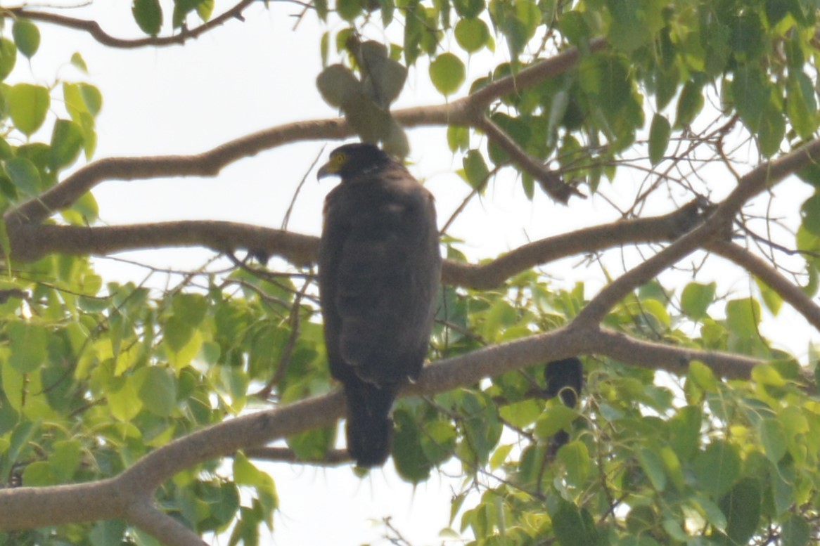 Crested Serpent-Eagle - ML621189843
