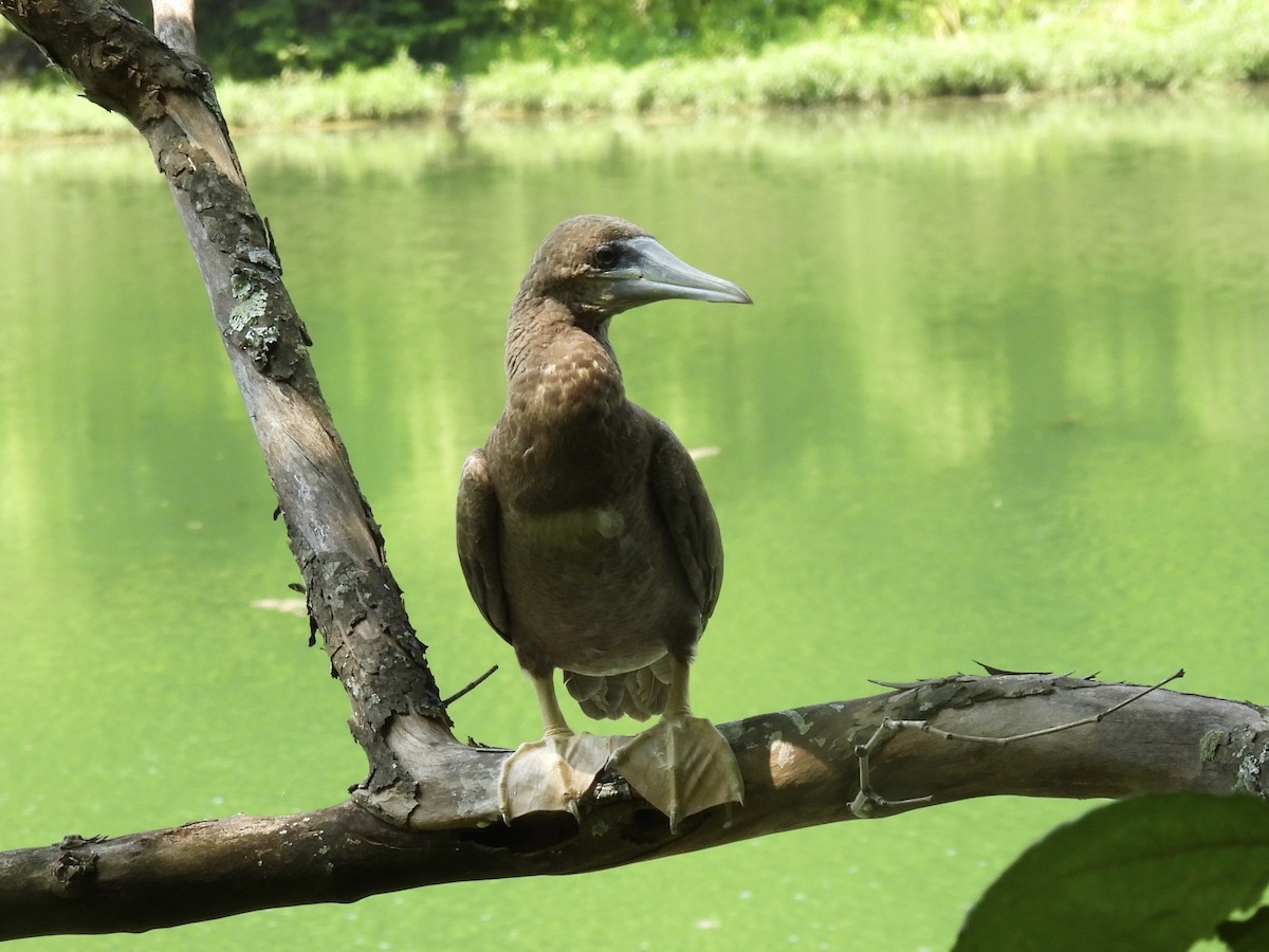 Brown Booby - ML621189856