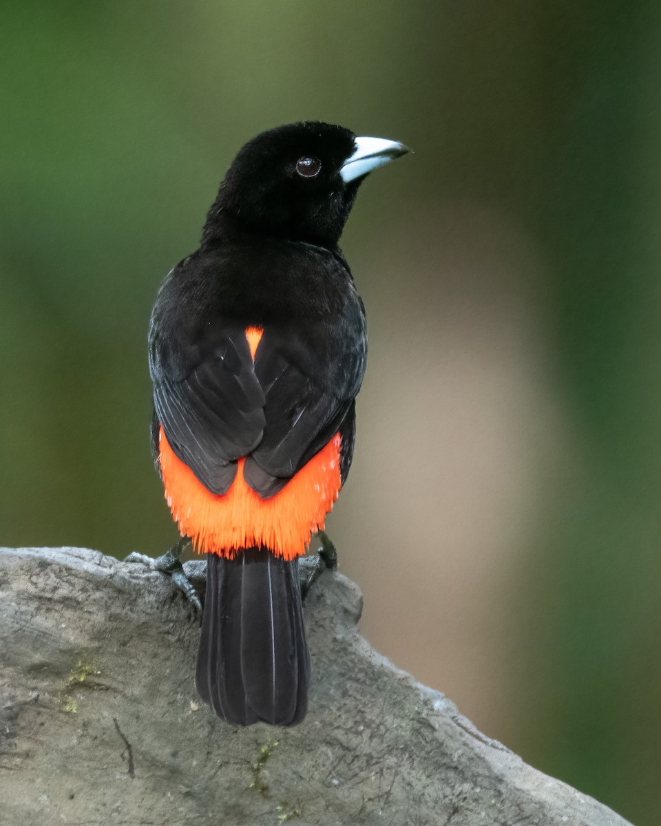 Scarlet-rumped Tanager - ML621189872