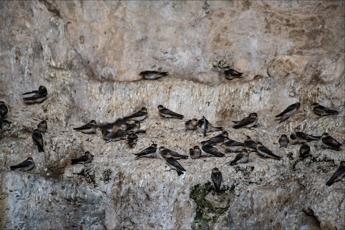 Cave Swallow - ML621189877