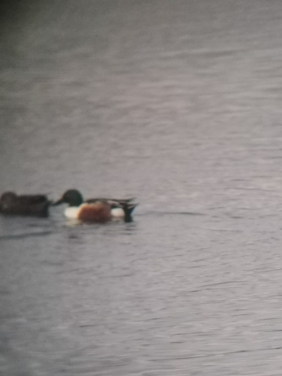 lžičák pestrý - ML621189906