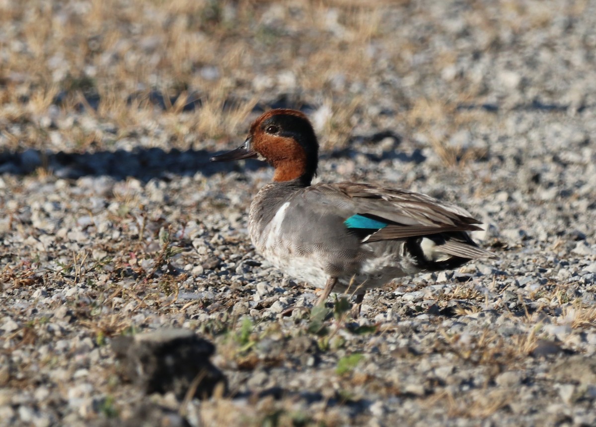 Green-winged Teal - ML621189908