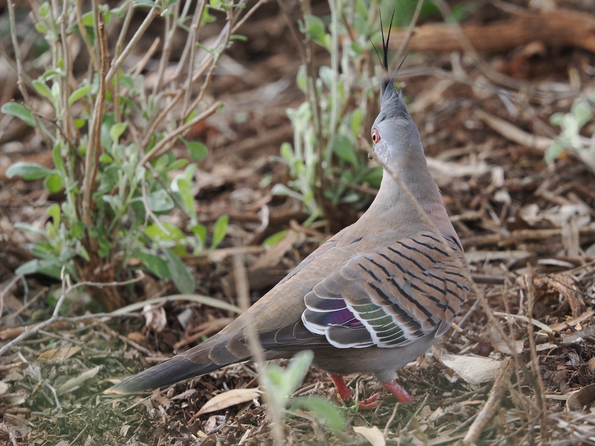 Crested Pigeon - ML621189932
