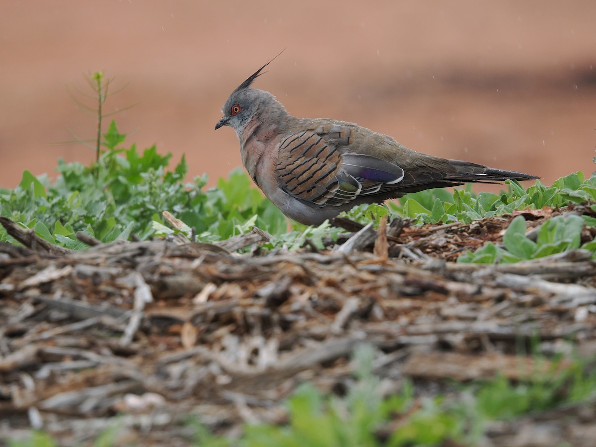 Crested Pigeon - ML621189933