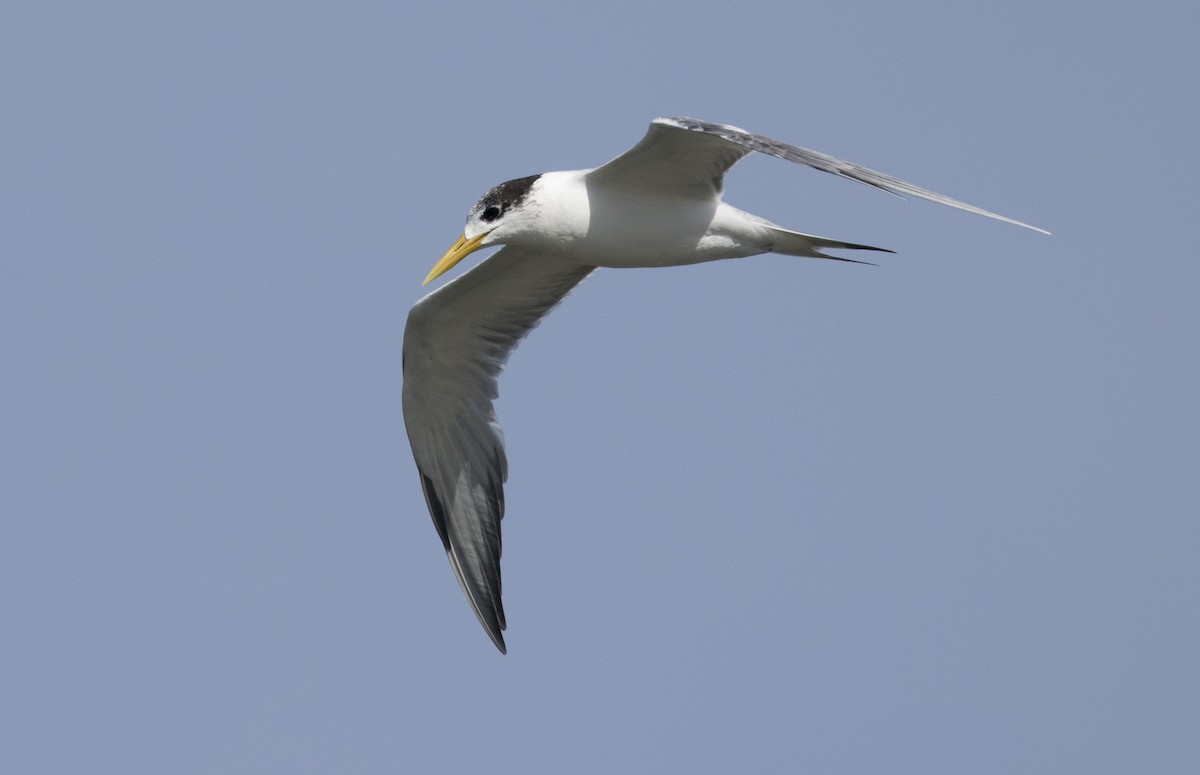 Great Crested Tern - ML621189934