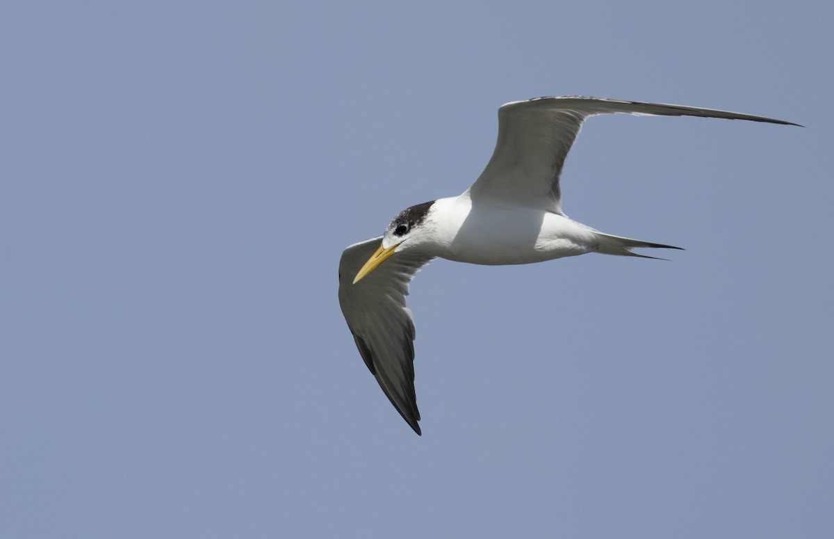 Great Crested Tern - ML621189935