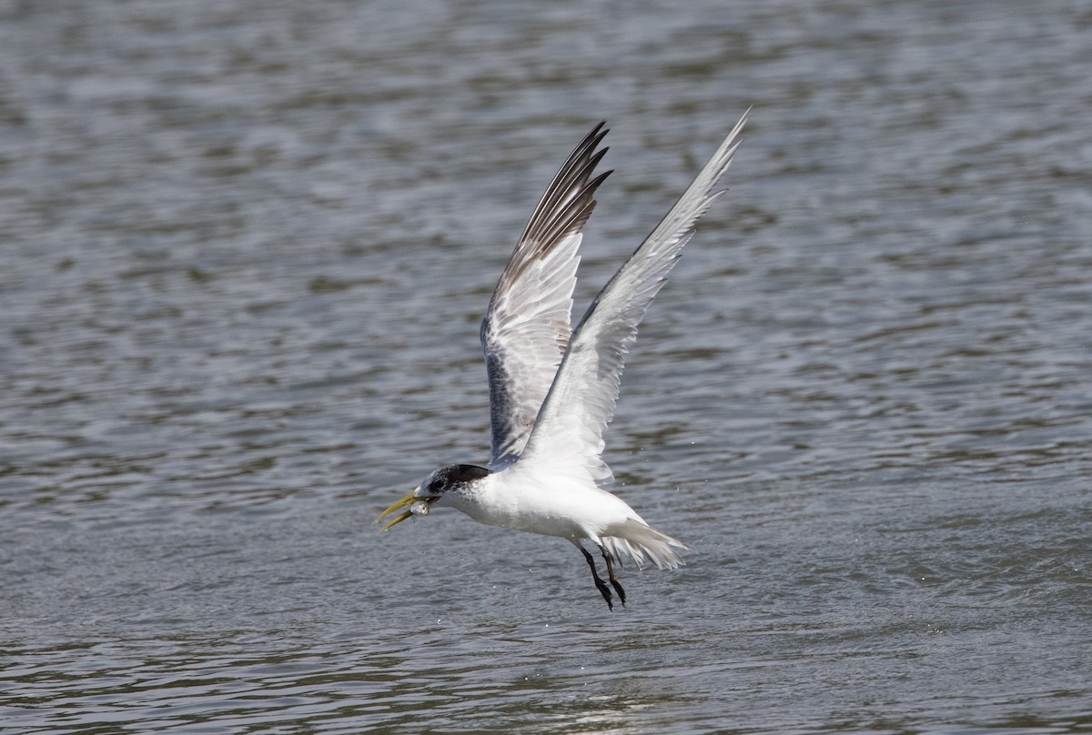 Great Crested Tern - ML621189936