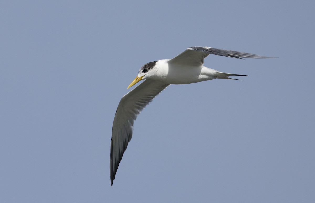 Great Crested Tern - ML621189937