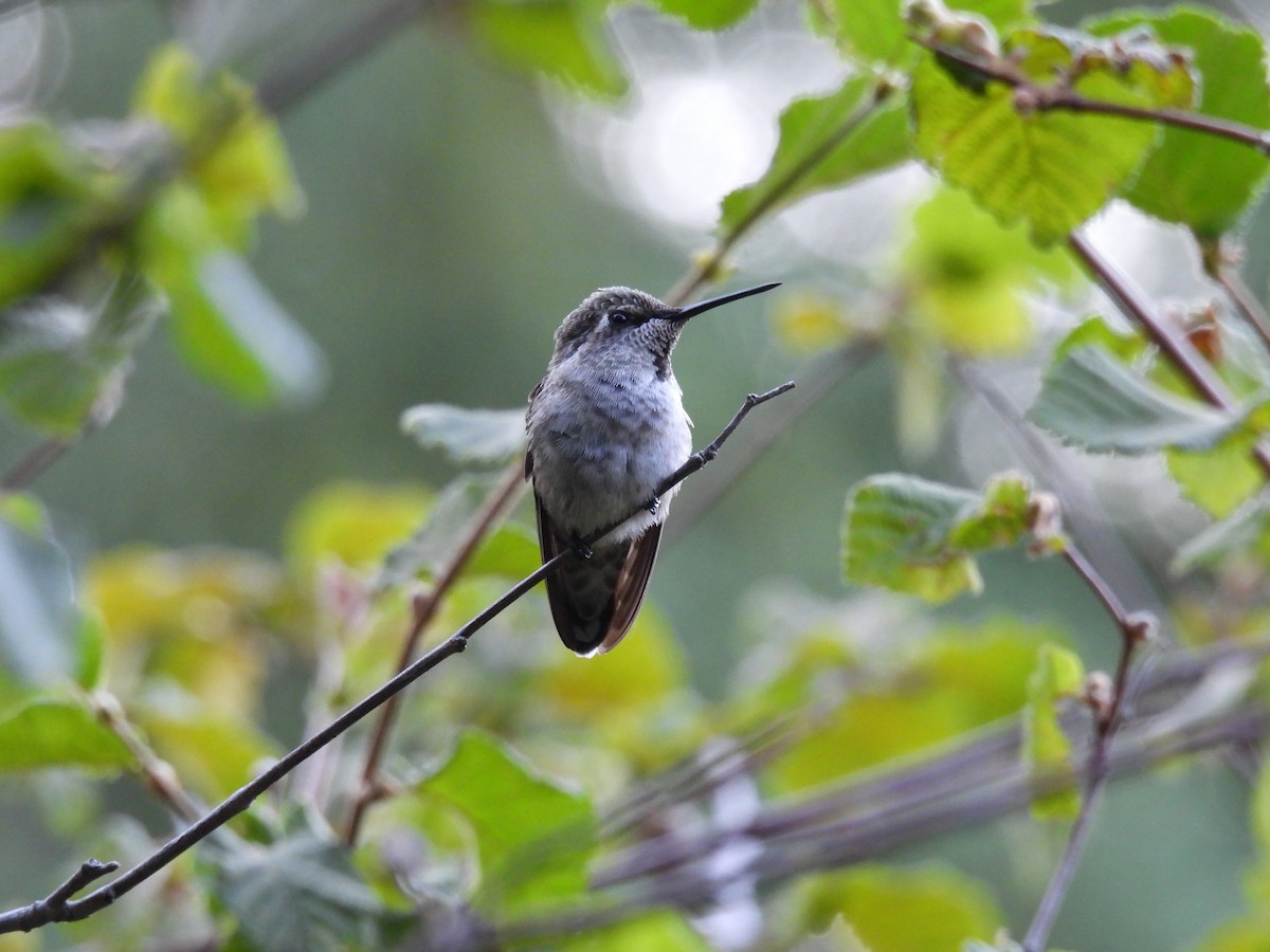 Anna's Hummingbird - ML621189959