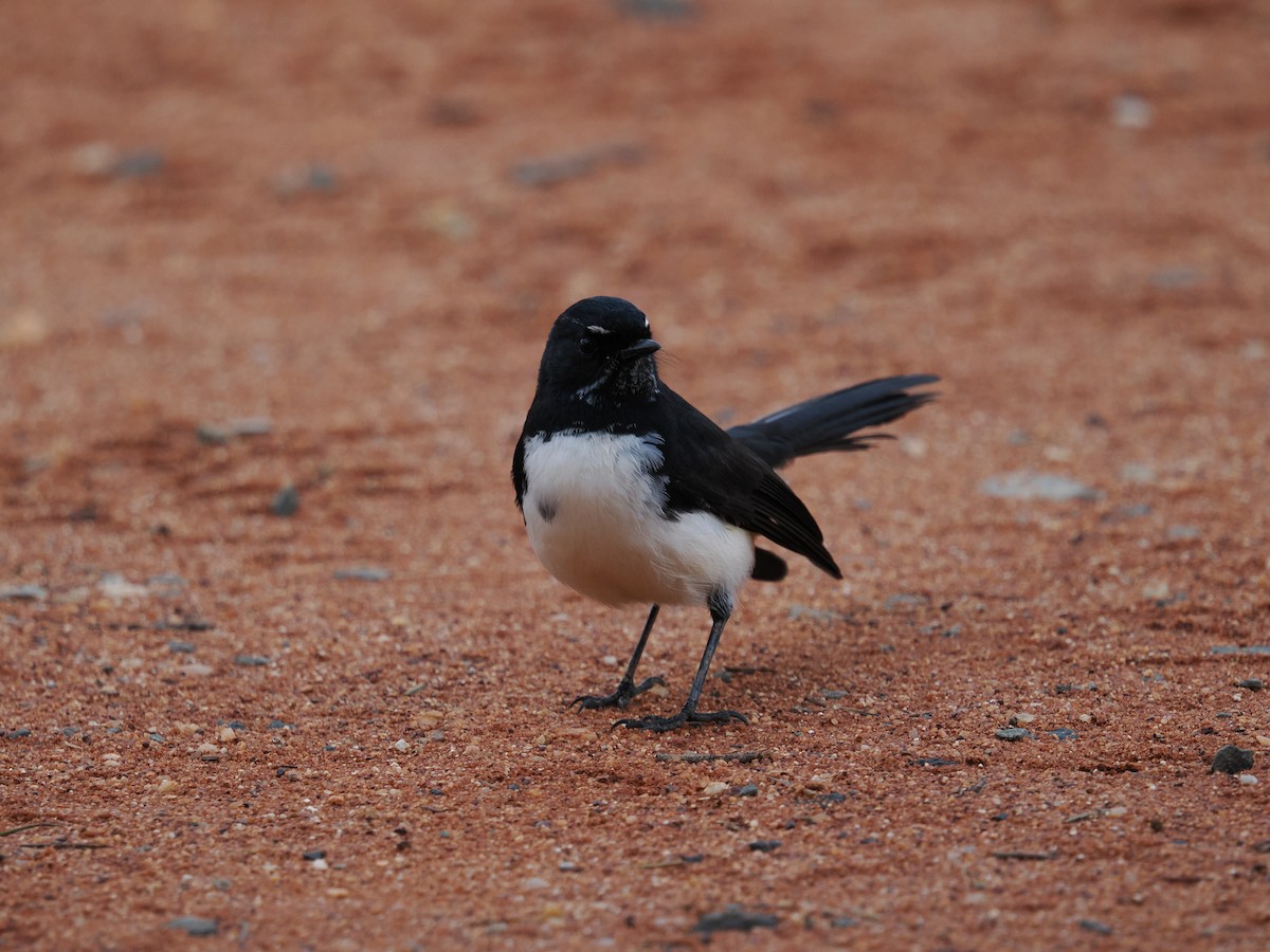 Willie-wagtail - ML621189982
