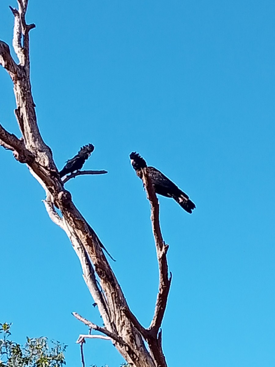 Red-tailed Black-Cockatoo - ML621189983