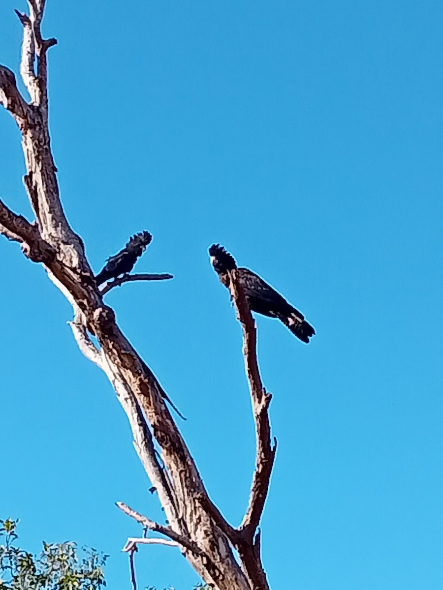 Rotschwanz-Rabenkakadu - ML621189983