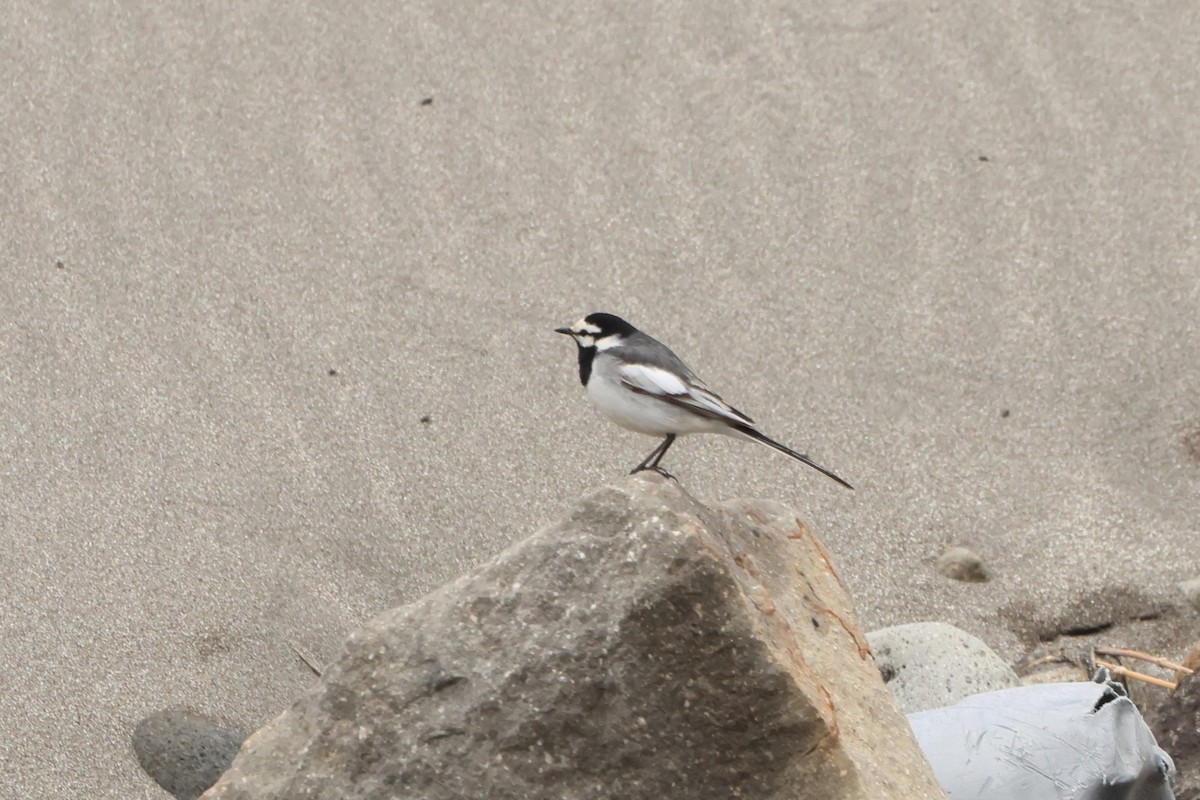 White Wagtail (Black-backed) - ML621190025