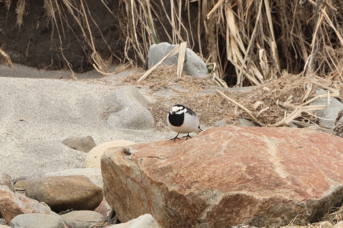 White Wagtail (Black-backed) - ML621190026