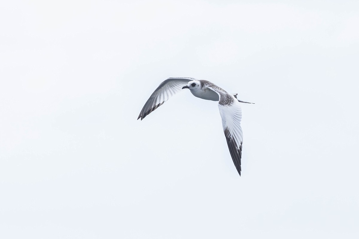 Swallow-tailed Gull - ML621190027
