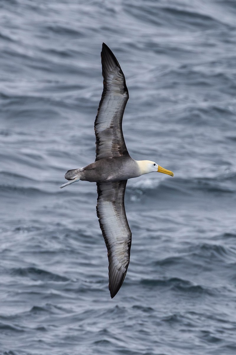 albatros galapážský - ML621190032