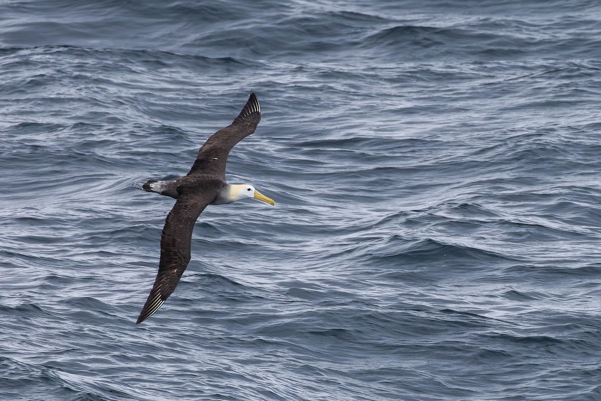 Waved Albatross - ML621190033