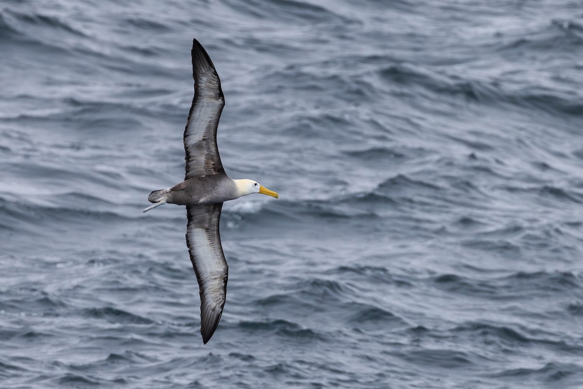 Albatros des Galapagos - ML621190034