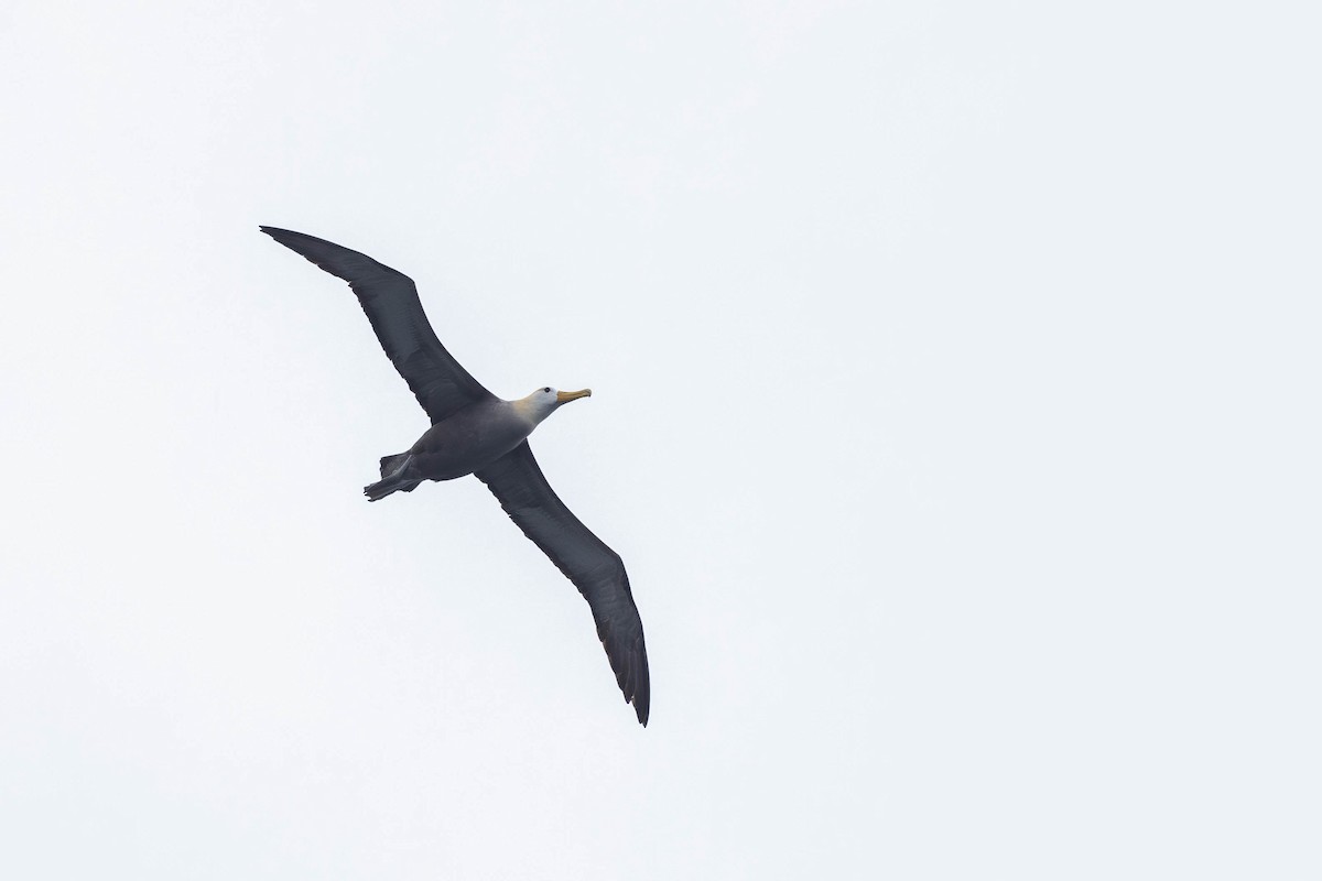 albatros galapážský - ML621190051